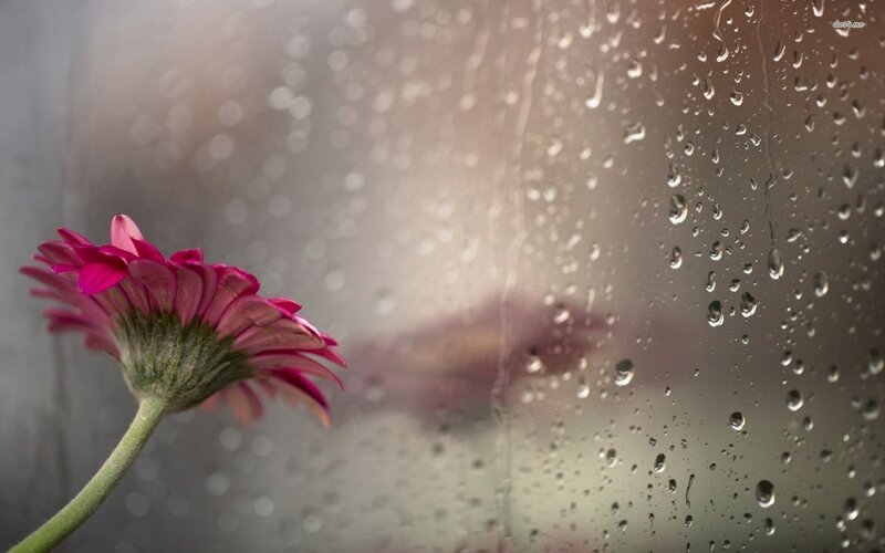Pink Flower by Window