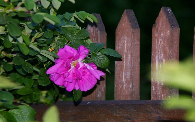 pink flower by wooden fence