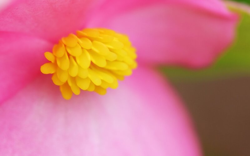 Pink Flower Center — Calm, Photograph