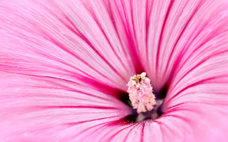 Pink Flower Center — Calm
