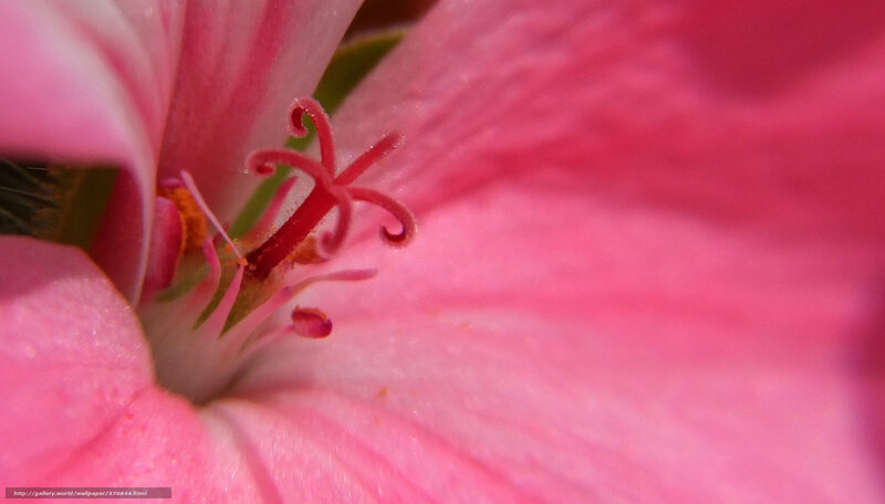 pink flower center close-up