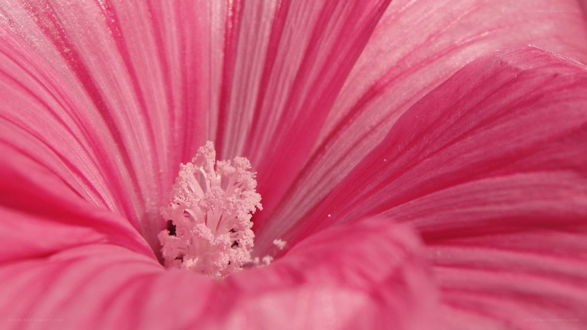 Pink flower center close-up