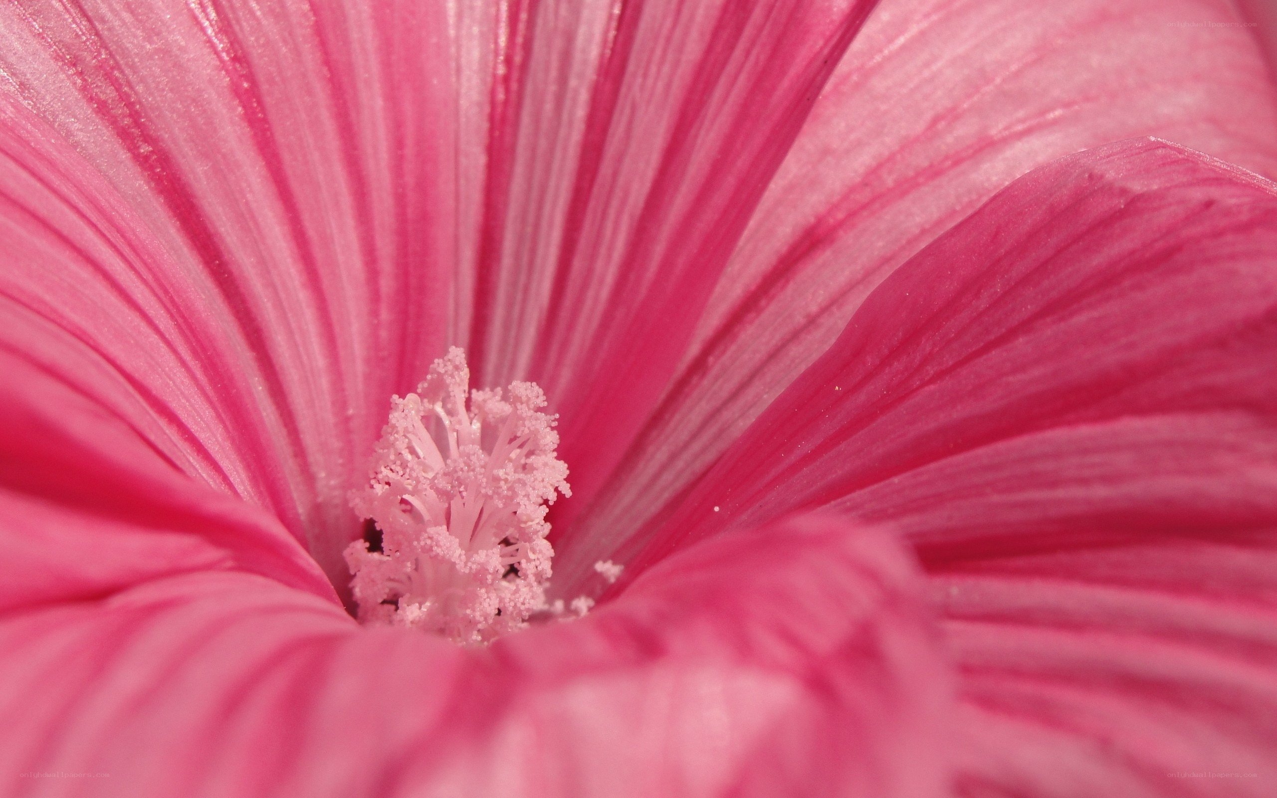 Pink flower center close-up