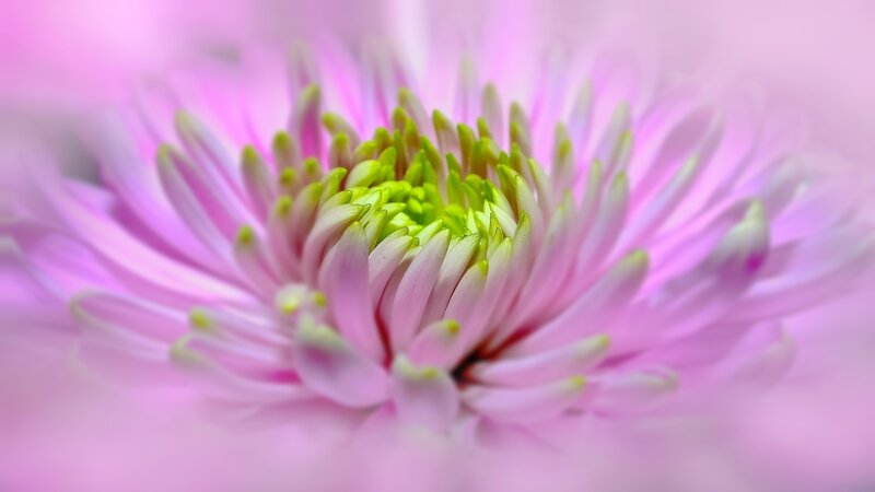 Pink Flower Center — Serene, Photograph, Petals