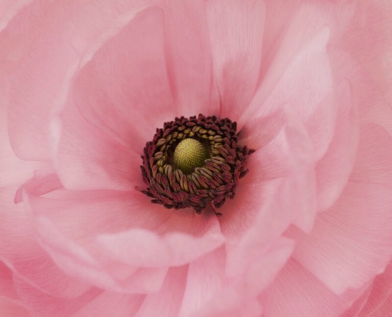 Pink Flower Center — Serene, Photograph