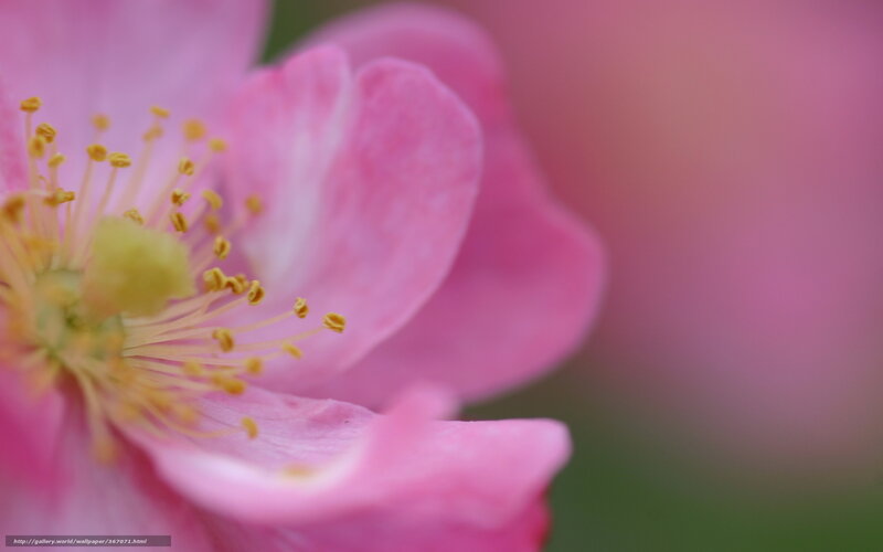 Pink Flower Center — Serene, Spring