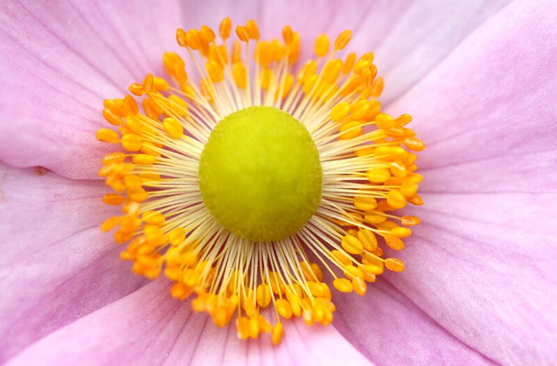 Pink Flower Center — Serene
