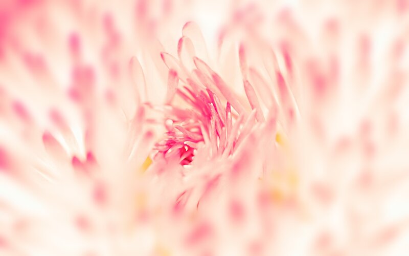 Pink Flower Center — Soft