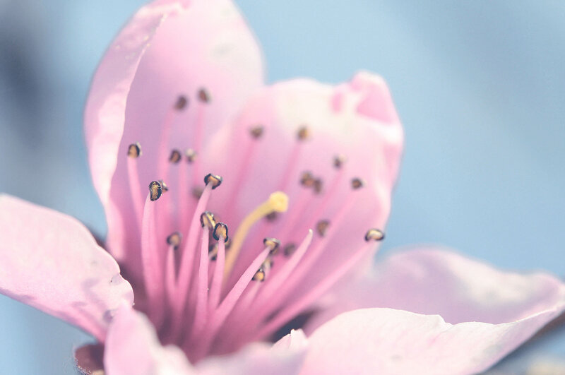 Pink Flower Center