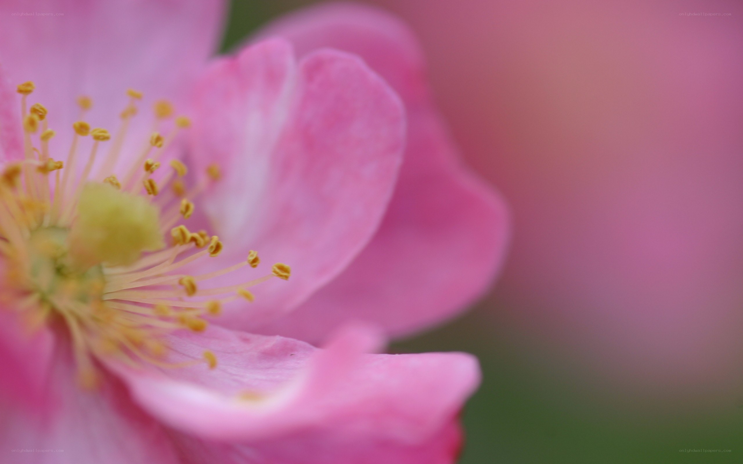 pink flower close-up