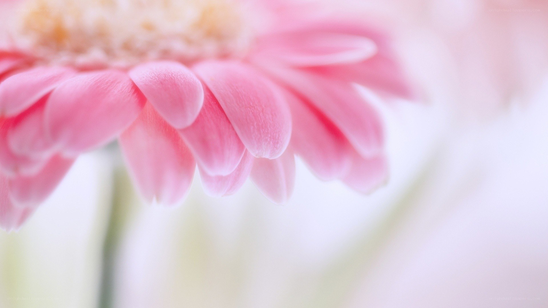 pink flower close-up