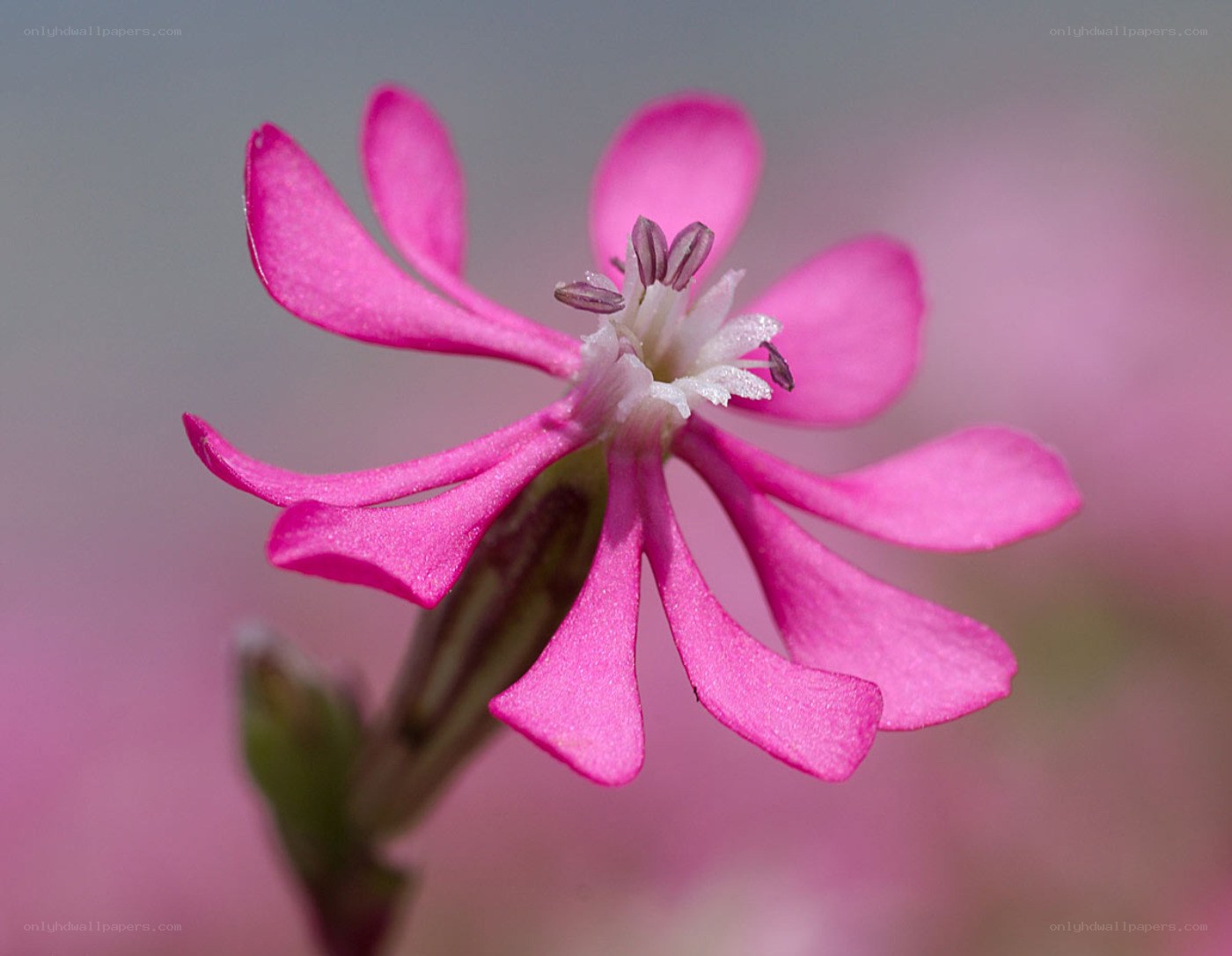 pink flower close-up