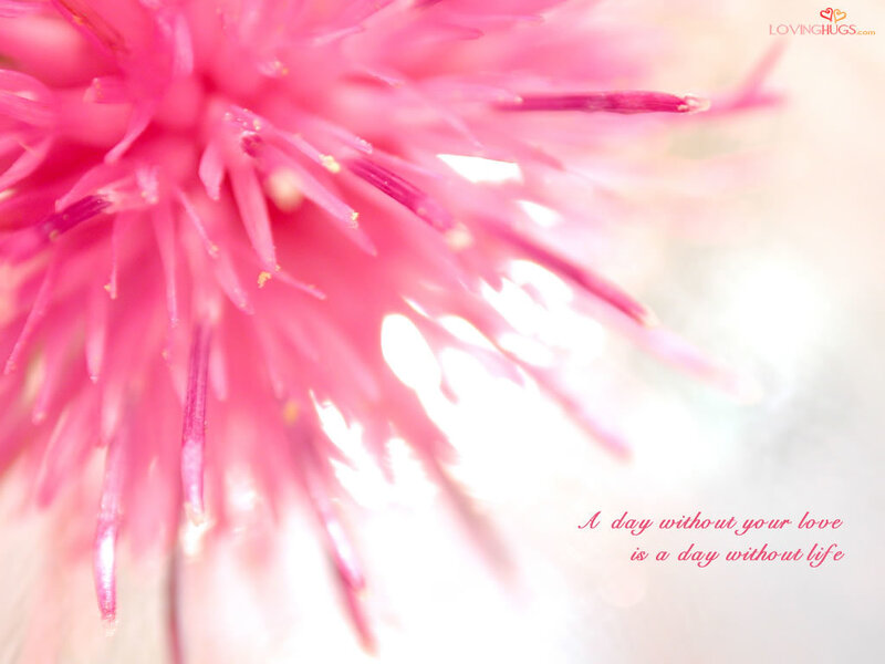 pink flower close-up