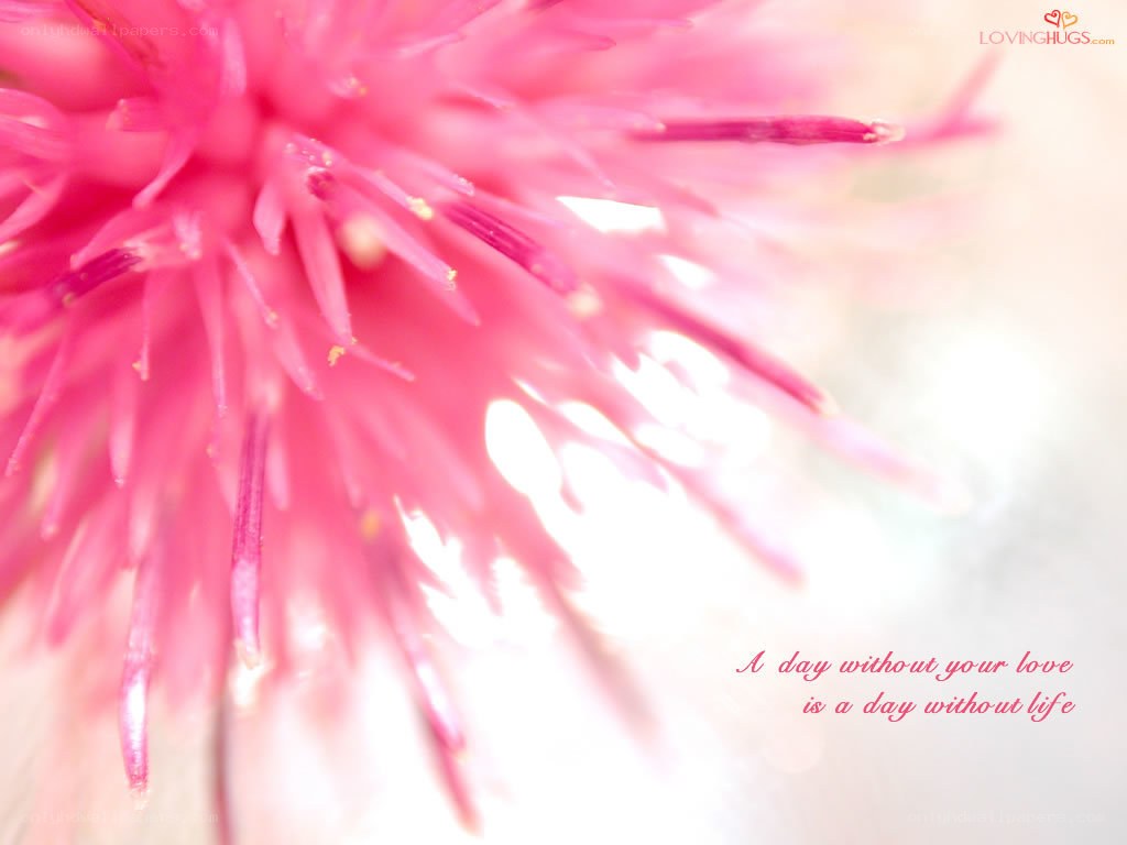 pink flower close-up
