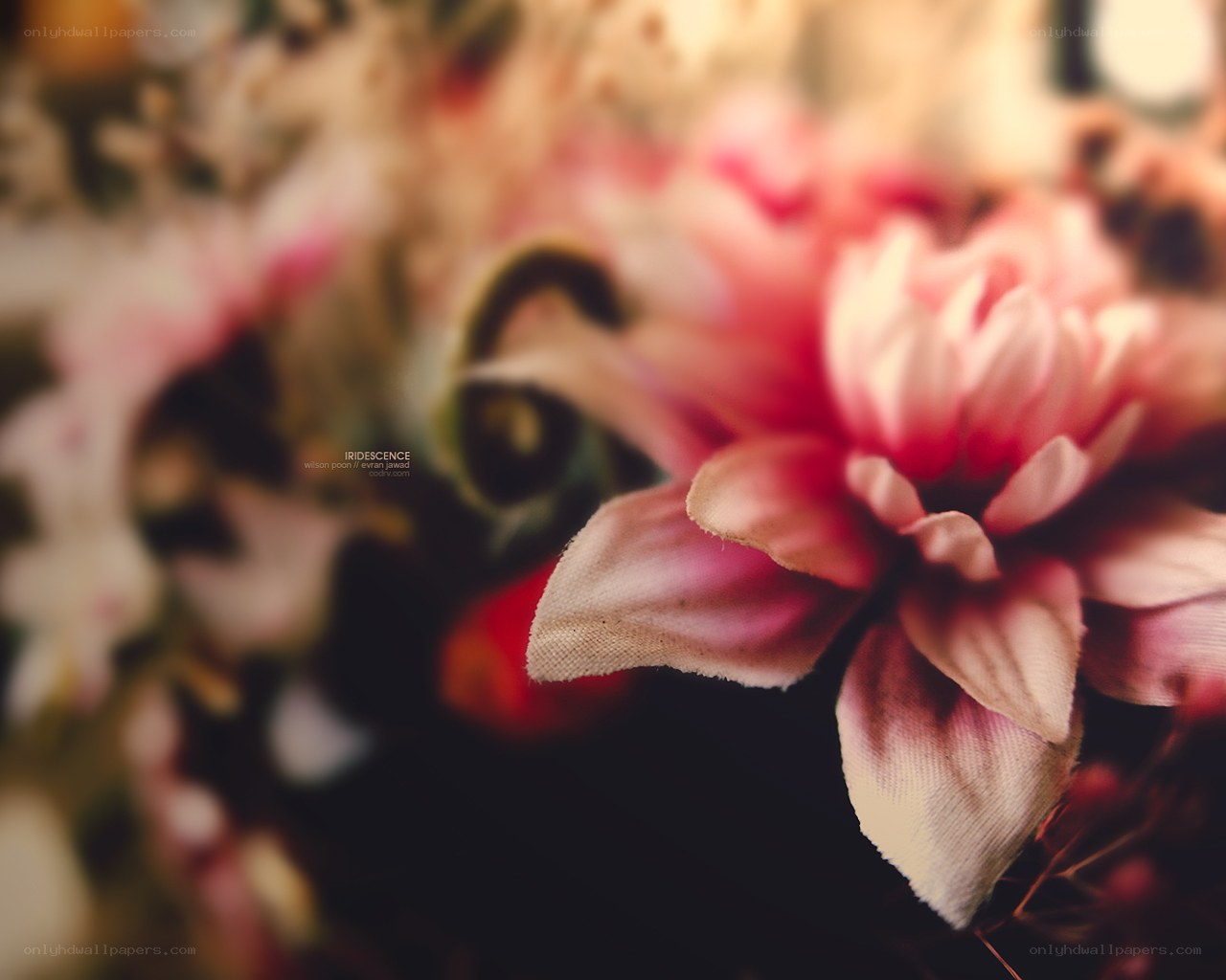 Pink flower close-up