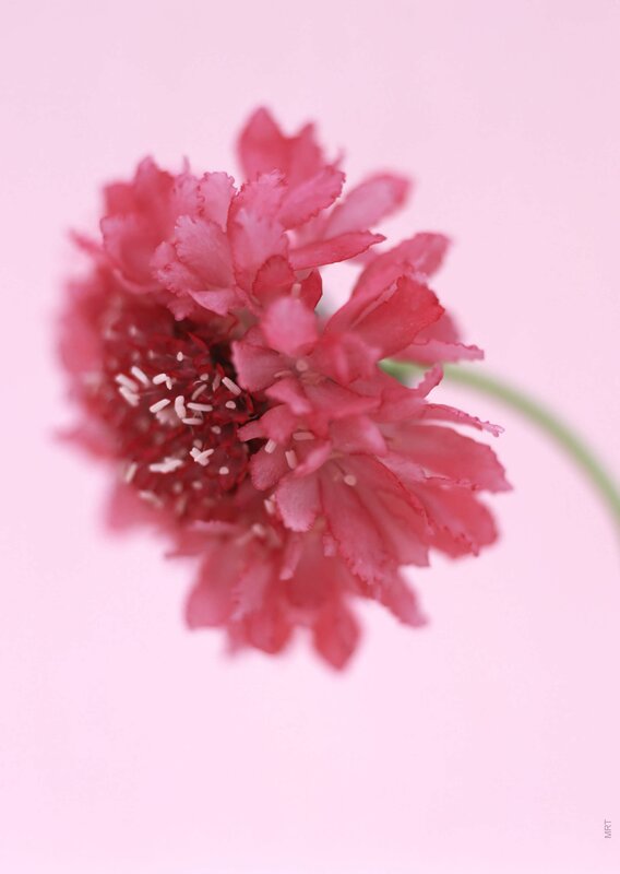 pink flower close-up