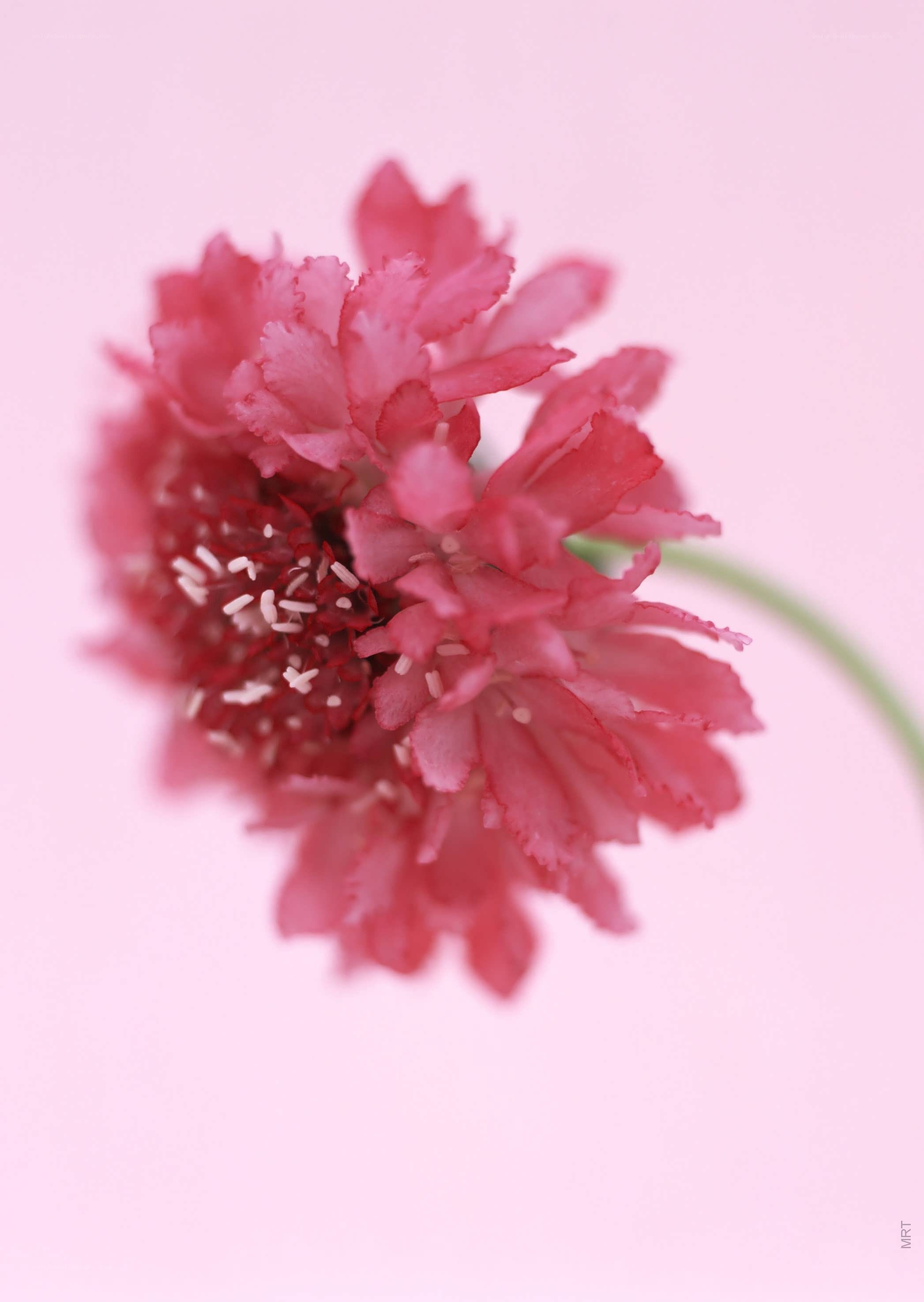 pink flower close-up