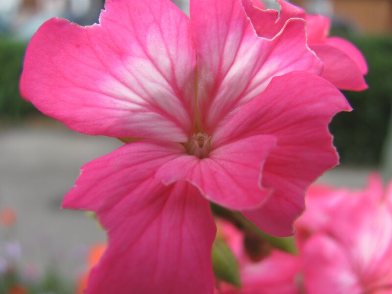 pink flower close-up