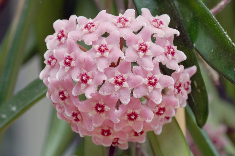 Pink flower cluster