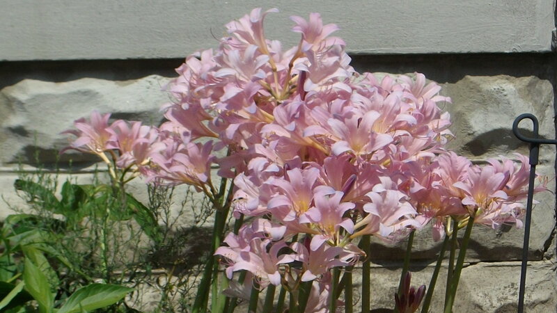 Pink Flower Cluster — Calm, Afternoon, Photograph