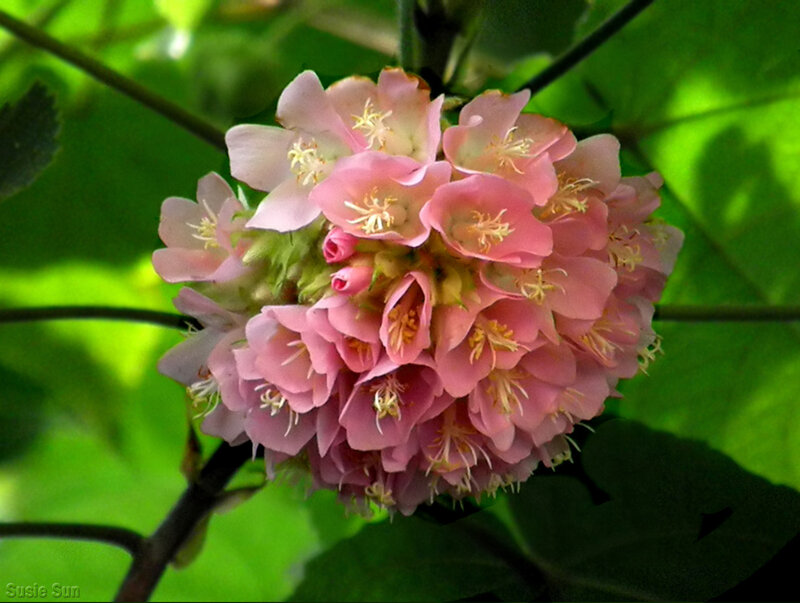Pink Flower Cluster — Calm, Afternoon