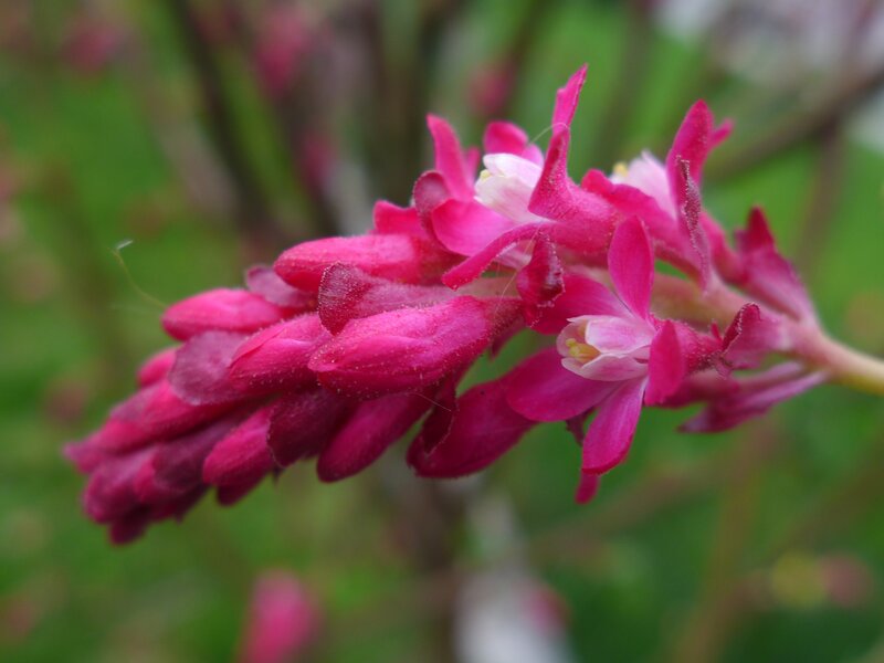 Pink Flower Cluster — Calm, Photograph, Flowers