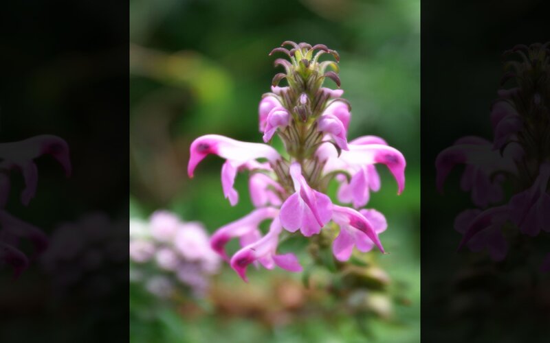 Pink Flower Cluster — Calm, Photograph, Green Leaves, Green