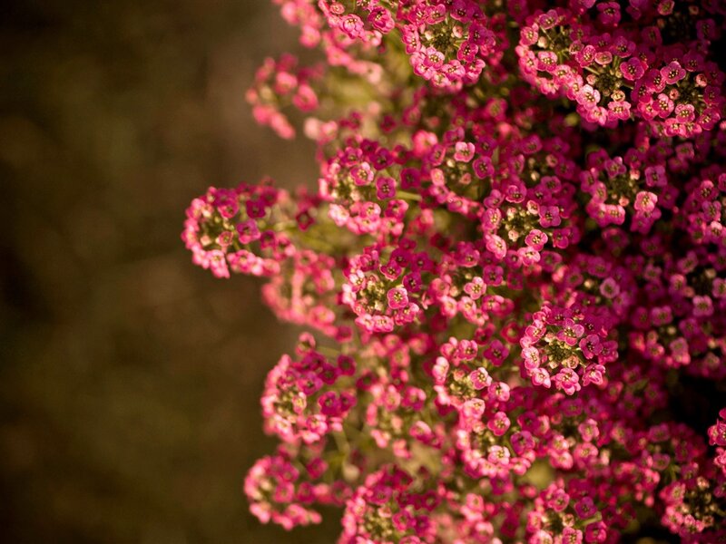 Pink Flower Cluster — Calm, Photograph, Green Stems