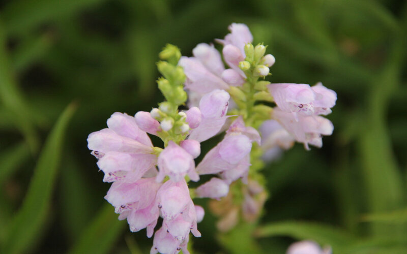 Pink Flower Cluster — Calm, Photograph