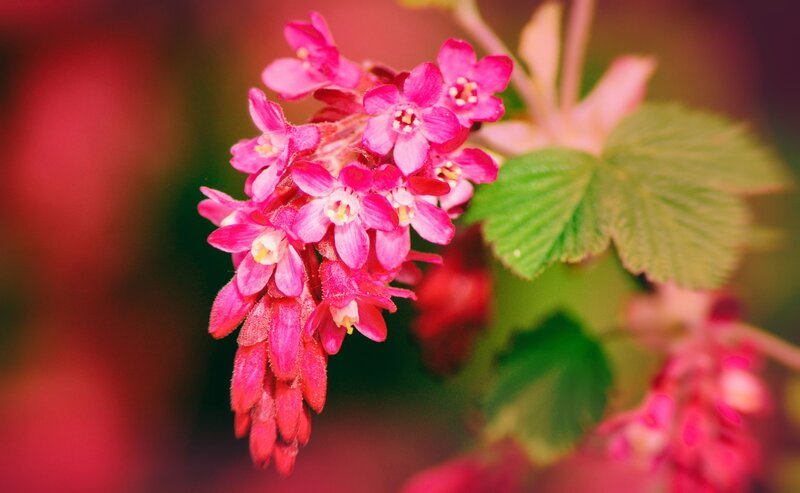 Pink Flower Cluster — Calm, Spring, Photograph, Green Leaf
