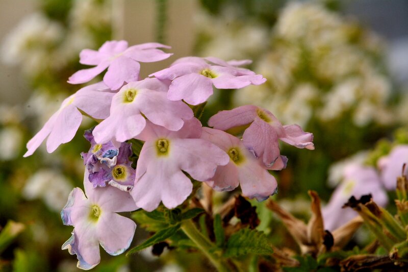 Pink Flower Cluster — Calm, Spring, Photograph