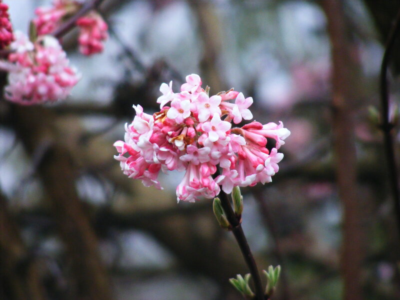 Pink Flower Cluster — Calm, Spring