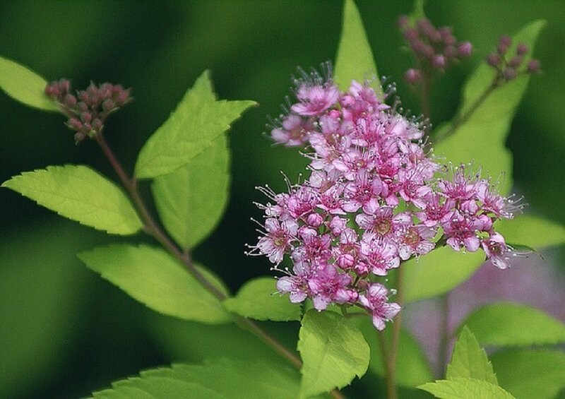 Pink Flower Cluster — Calm, Summer, Photograph