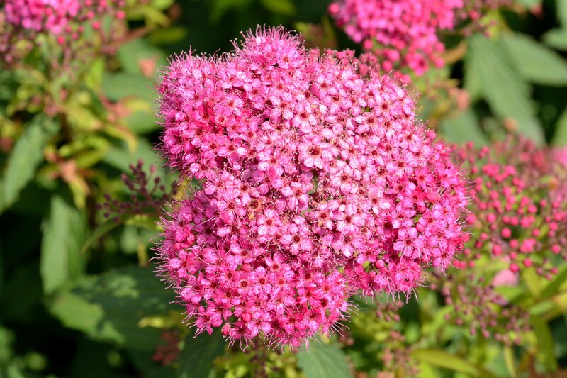 Pink Flower Cluster — Calm, Summer