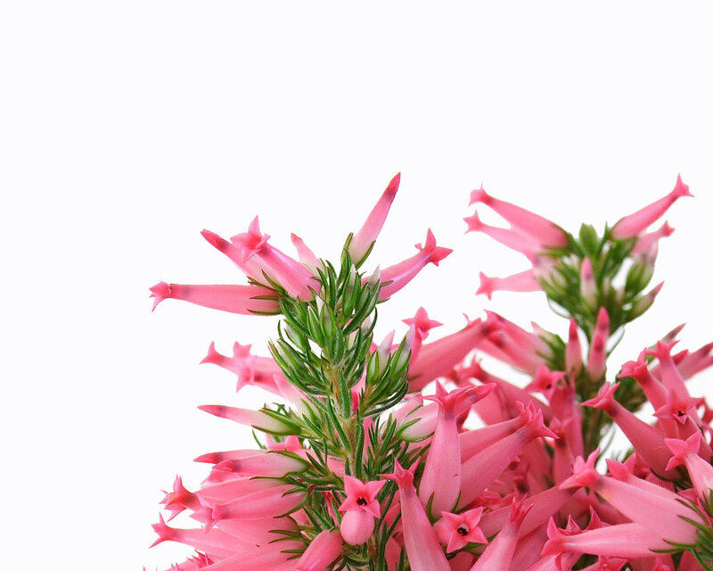 Pink Flower Cluster — Calm