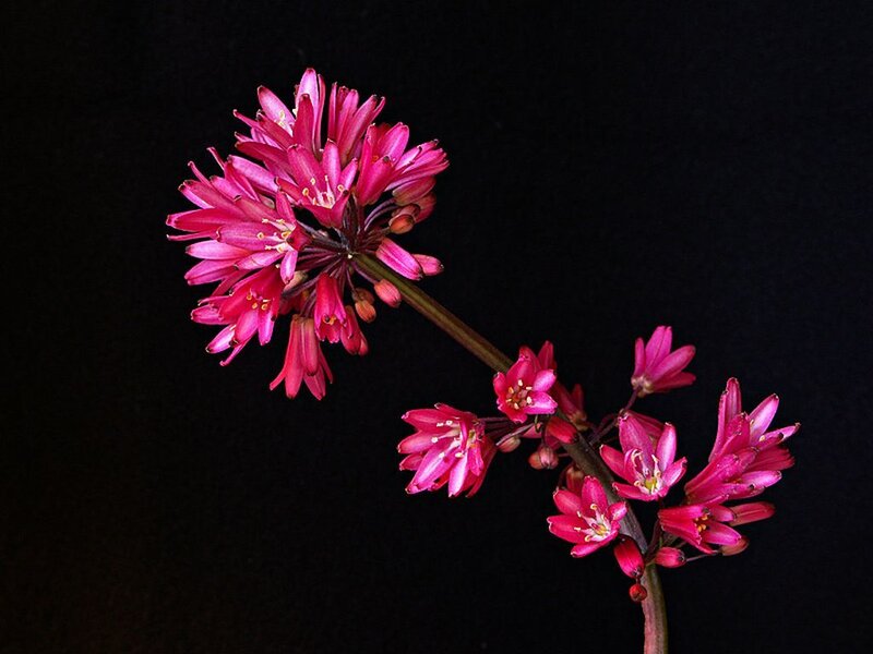 Pink Flower Cluster — Dramatic, Photograph