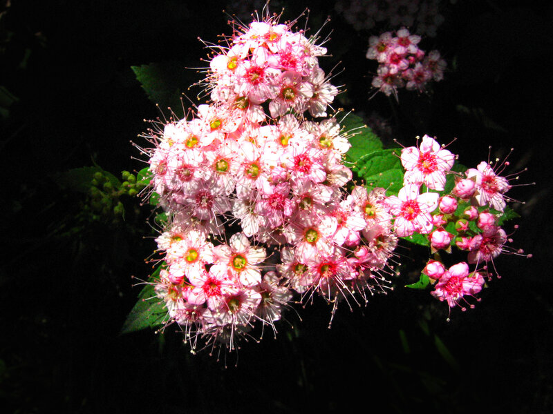 Pink Flower Cluster — Dramatic