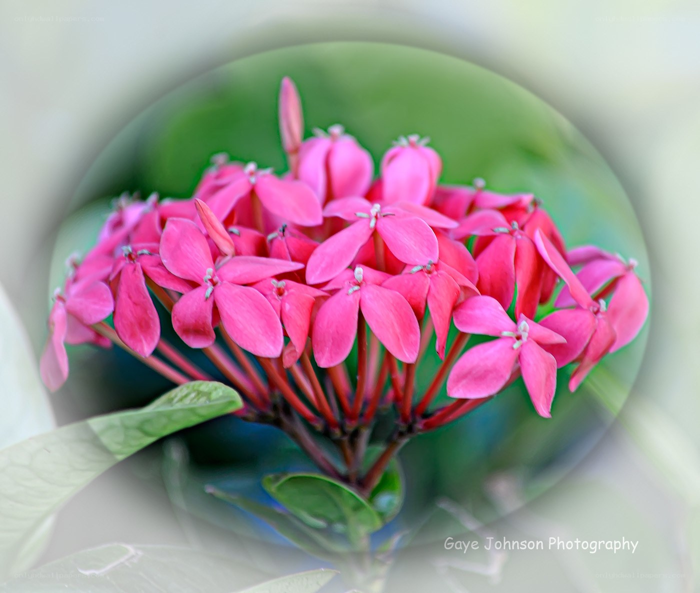 Pink flower cluster in focus