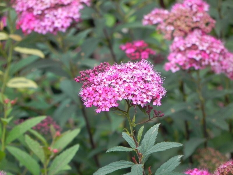 Pink flower cluster in garden