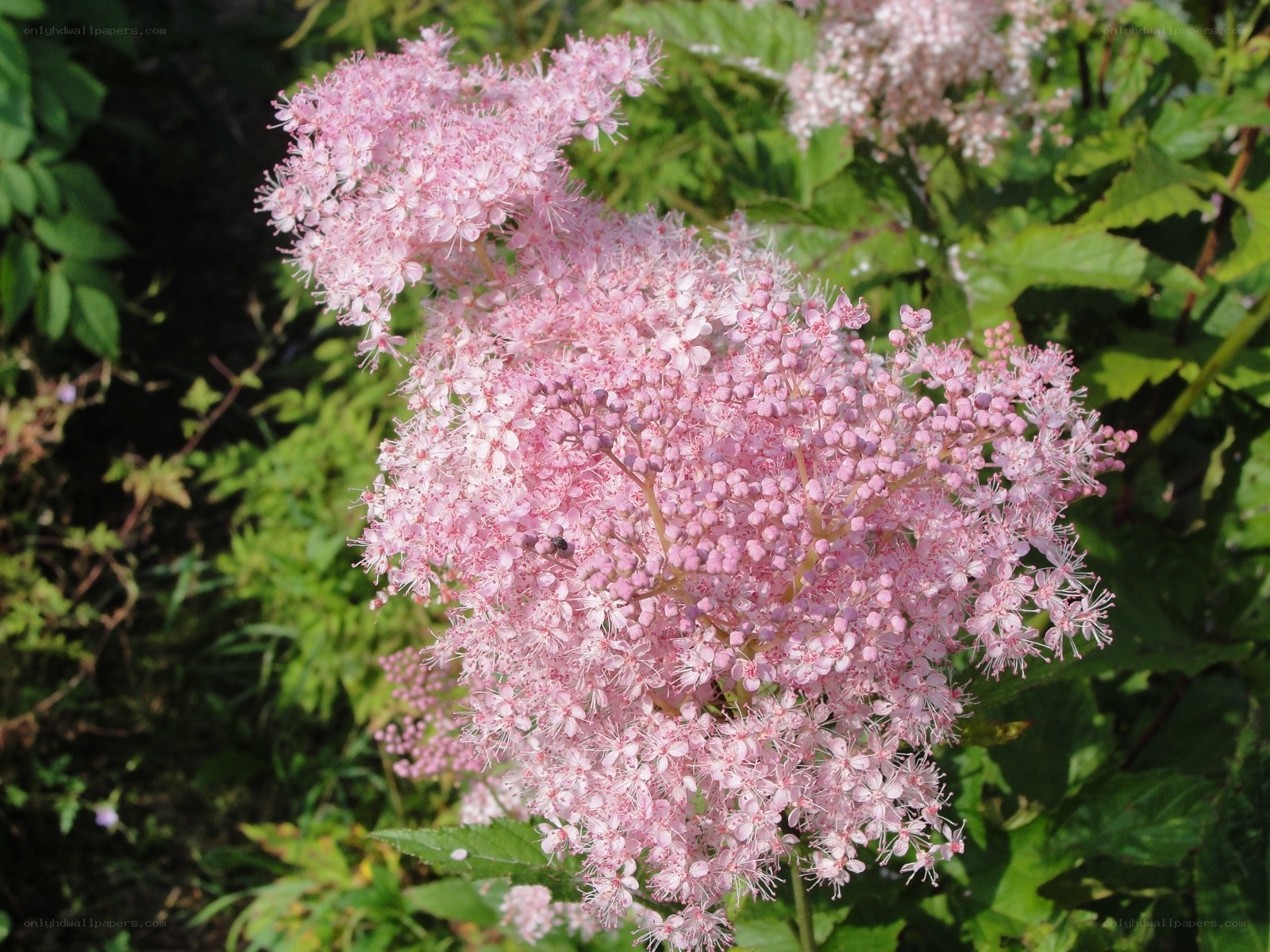 Pink flower cluster in garden