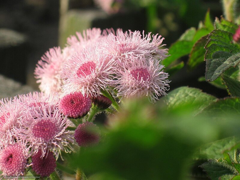 Pink flower cluster in sunlight