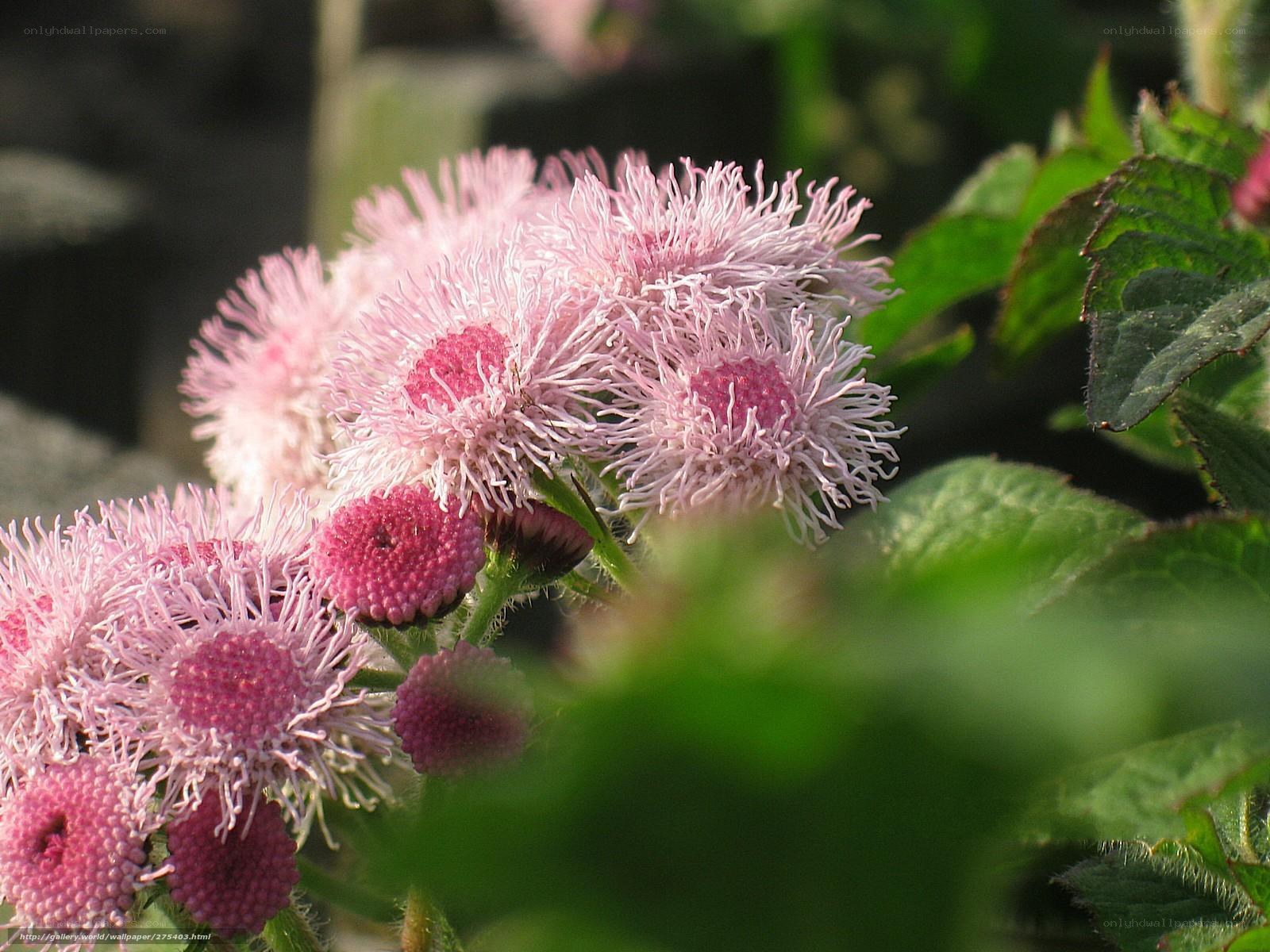 Pink flower cluster in sunlight