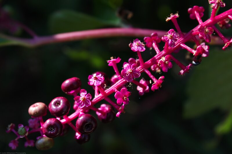 Pink Flower Cluster — Magenta