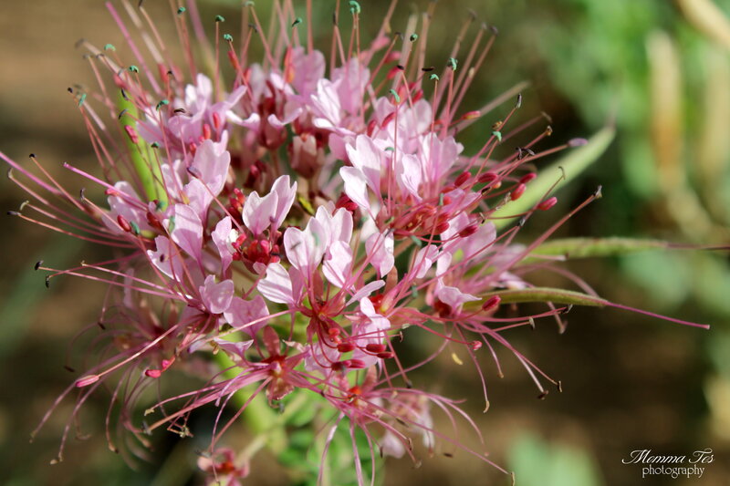 Pink Flower Cluster — Natural, Afternoon, Photograph, Stamen