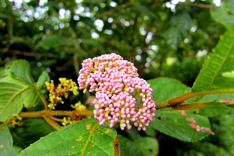 Pink Flower Cluster — Natural, Afternoon, Photograph