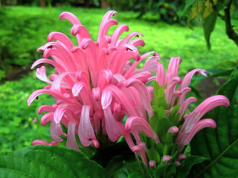 Pink Flower Cluster — Natural, Afternoon