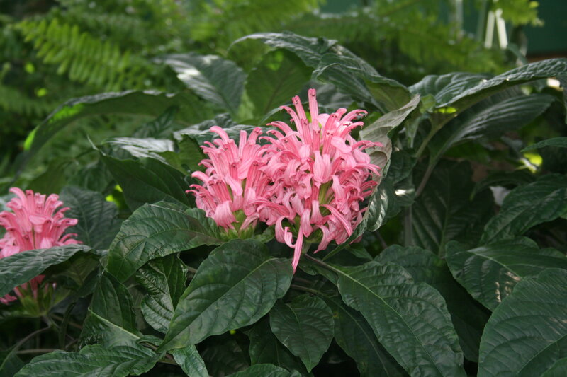 Pink Flower Cluster — Natural, Photograph