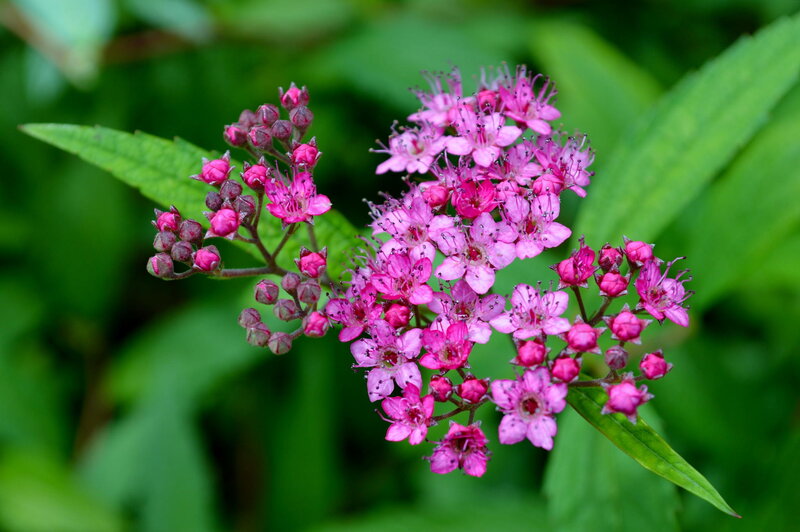 Pink Flower Cluster — Natural, Summer