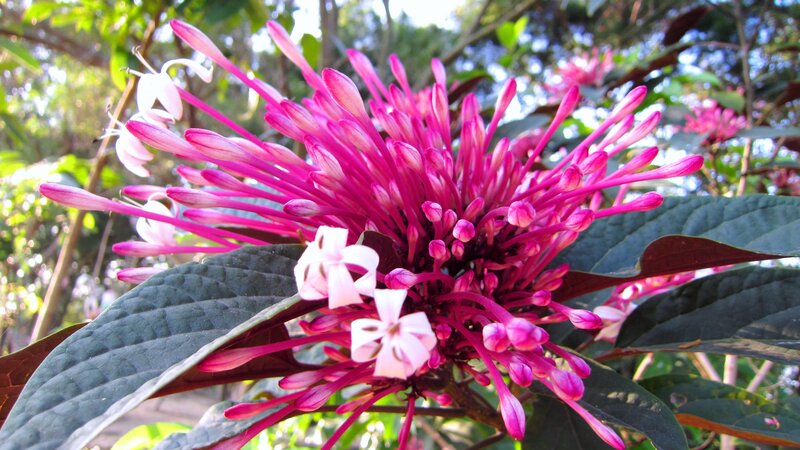 Pink Flower Cluster — Natural