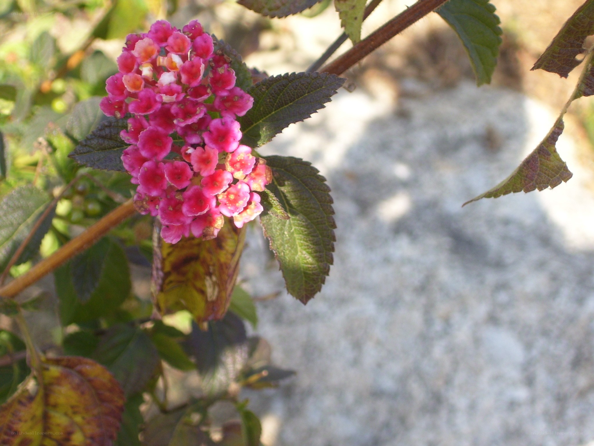 pink flower cluster on bush